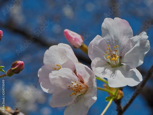 Tableau sur toile 開花直後の桜　蕾