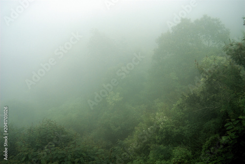 Photos A dense forest shrouded in thick light gray mist, with tree tops barely visible through the fog that blankets the upper left and middle of the frame