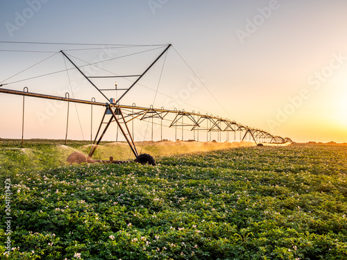Canvas Print Center pivot irrigation system watering potato field at sunset