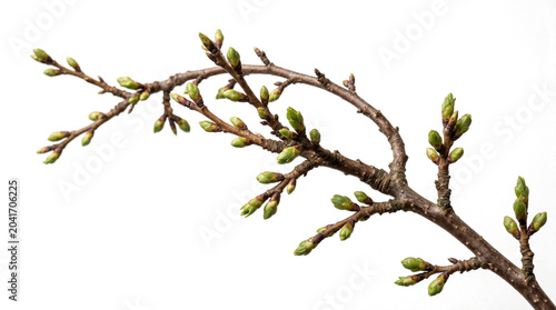 Delicate bare tree branch with fresh green buds in soft natural light against white background