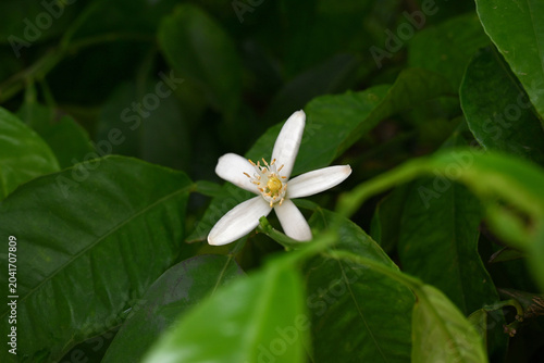 Gros plan sur une fleur d'oranger et leur feuillage
