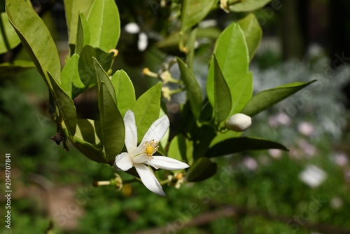Gros plan sur une fleur d'oranger et leur feuillage