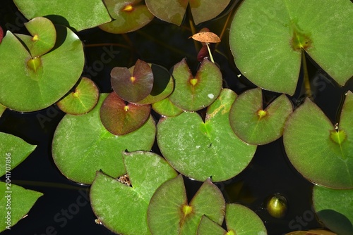 Gros plan d'une Nymphaea rudgeana sur une étendue d'eau