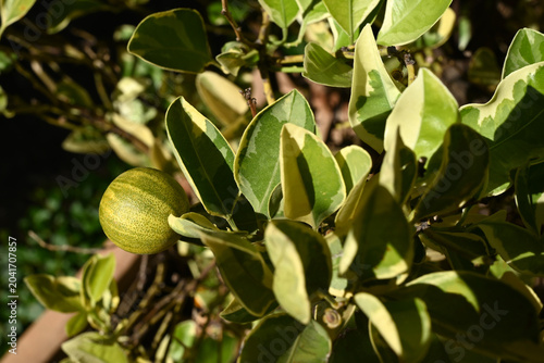 Calamondin pas encore mûr sur une branche avec son feuillage en gros plan