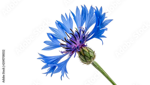 Photos Vibrant single blue cornflower bud with detailed petals isolated on transparent