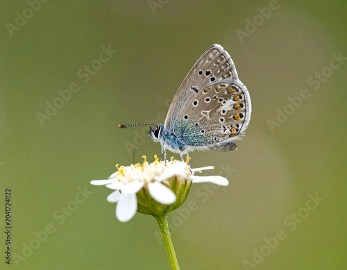 Delicate Spotted Butterfly Resting on White Wildflower in Soft Green Meadow