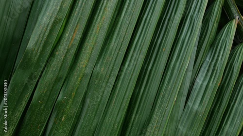 Close-up macro texture of tropical palm leaf surface with orange rust spots and diagonal green stripes pattern in natural light