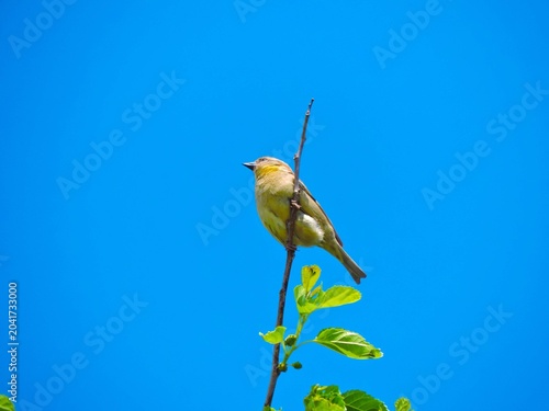 Bild auf Leinwand a female Yellow throated Sparrow beautiful bird with blue sky
