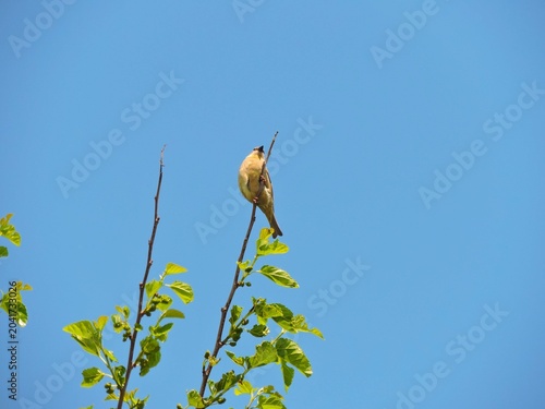 Fotografie a female or non-breeding Southern Masked Weaver