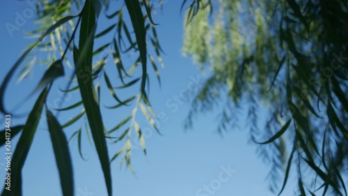 Soft dreamy bokeh blur of weeping willow tree branches and narrow leaves hanging against clear blue sky in tropical urban park