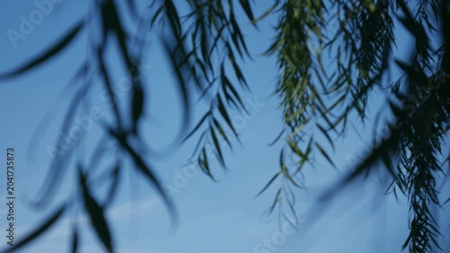 Soft dreamy bokeh blur of weeping willow tree branches and narrow leaves hanging against clear blue sky in tropical urban park