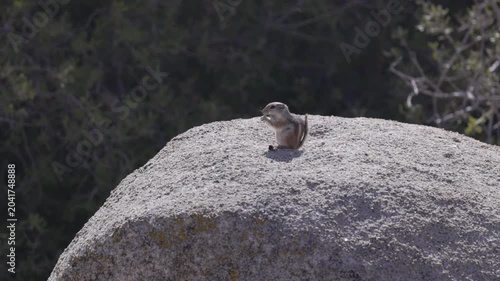 a high frame rate shot of a chipmunk sitting on a boulder and eating something at joshua tree national park in california, usa
