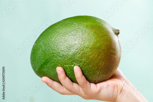 Canvas Print Fresh Kate Mango from Panzhihua Sichuan Province China Held in Hand
