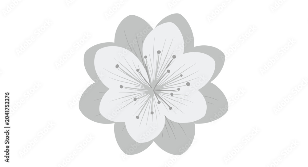 Fototapeta premium Simple gray and white cherry blossom flower illustration with delicate petals and stamens on a clean white background.