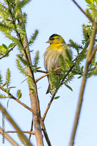 The siskin is a species of songbird from the finch family, order passerine, sitting on a tree branch.