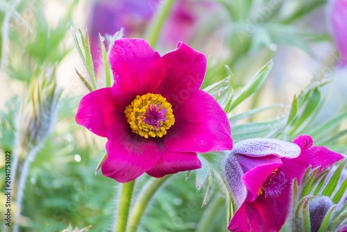 The Pasque Flower (Pulsatilla) is a genus of perennial herbaceous plants in the Buttercup family. Its common name is Pasque Flower.