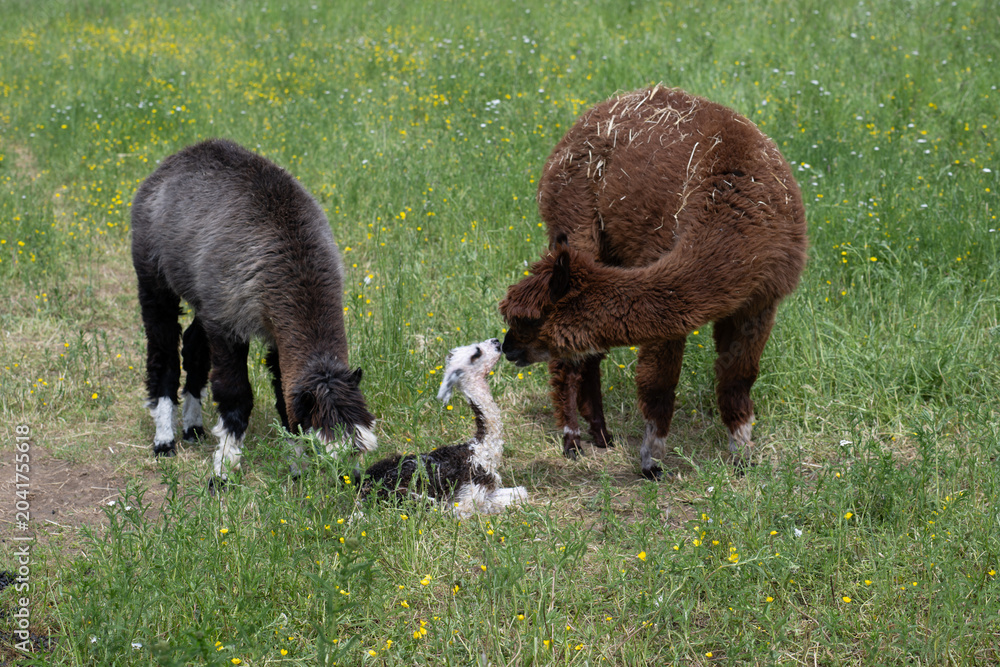 Obraz premium alpaka tier natur lama familie