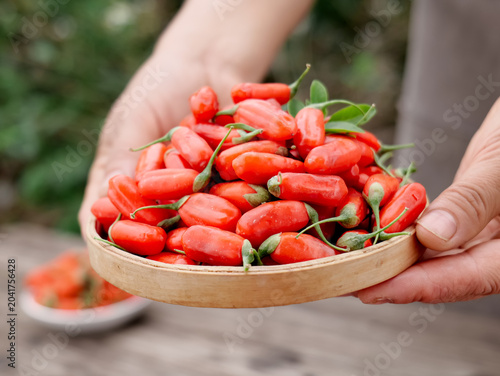 Quadro em tela Fresh Red Goji Berries Ningxia Wolfberry Harvest in Hands Traditional Chinese Su