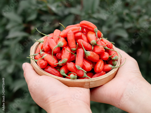 Fotografia Fresh Red Goji Berries Ningxia Wolfberries in Hands Traditional Chinese Superfru