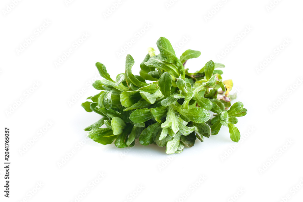 Obraz premium Fresh Wild Greens for Qingming Festival Tasting