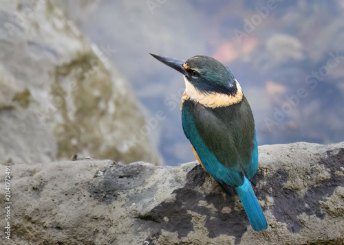 New Zealand Kingfisher perched on a rock. Auckland.