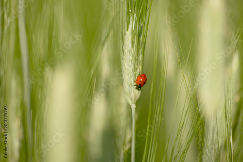 Fotografie Seven-spot ladybird on a green rye ear