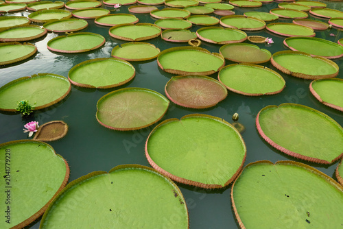 Photos water lilies in the pond