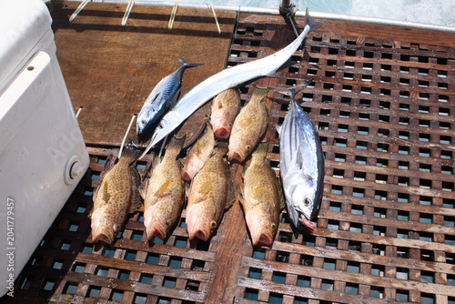 Photos fresh fish on the boat
