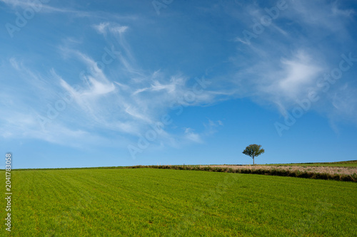 Foto Minimalist autumn landscape with a solitary tree on a green hill under blue sky