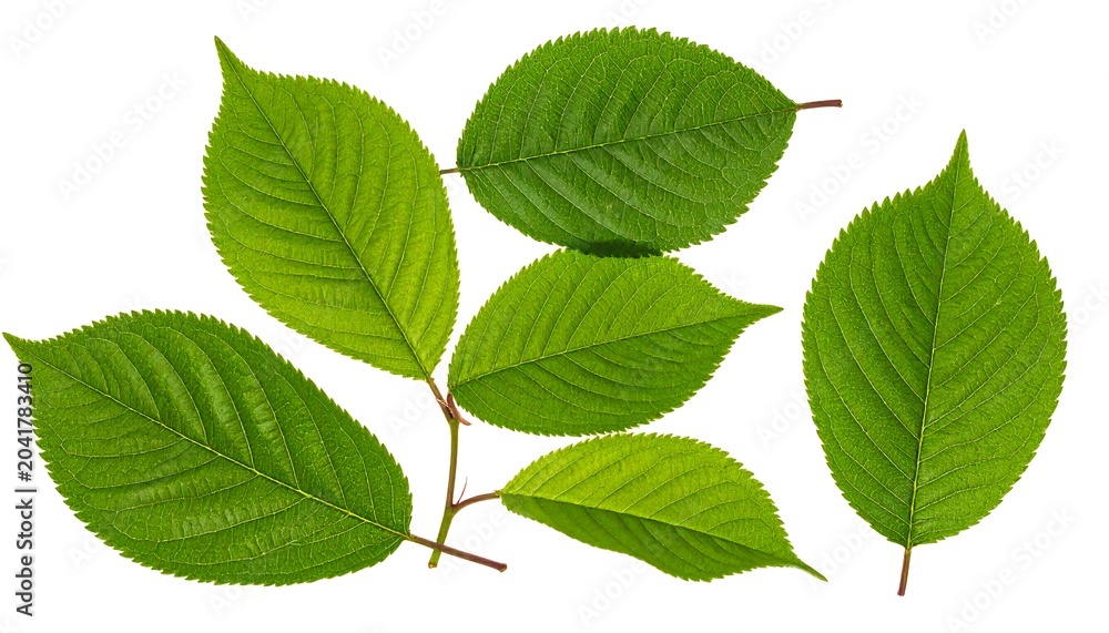 Fototapeta premium Vibrant Green Leaves Arranged on White Background