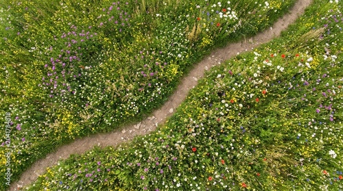 Aerial view of a dirt path winding through a colorful wildflower meadow. Top down perspective of a trail in a green field with blooming spring flowers. Natural landscape background