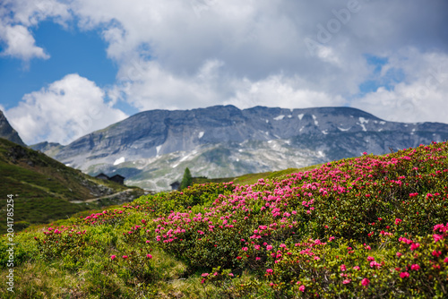 Blooming pink rhododendron flowers known as alpine rose in Schladminger Tauern mountains, Styria, Austria