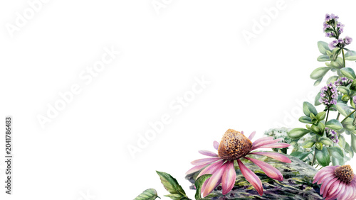 Schilderij op canvas Echinacea, thyme and mint herbs watercolor illustration template