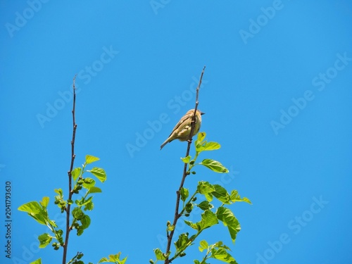 Bild auf Leinwand brown a female House Sparrow