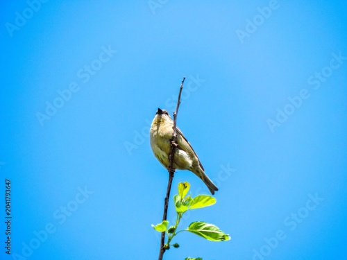 Canvas Print Italian sparrow or Yellow throated sparrow