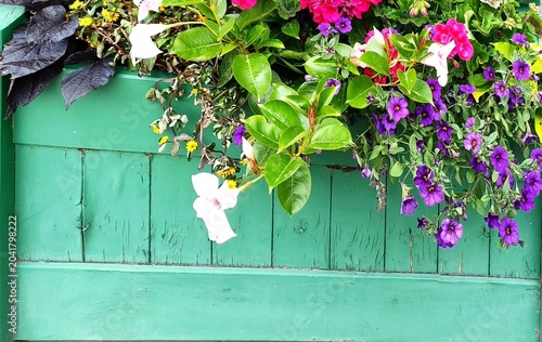 Purple white and pink flowers overflowing from green wooden flower box.  Close up of blooming flowers spilling over green wooden planter