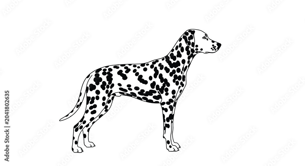 Fototapeta premium dalmatian dog silhouette on white background animal