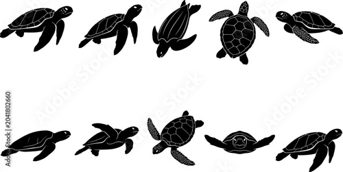 Detailed sea turtle silhouette collection featuring dorsal and ventral views of marine reptiles