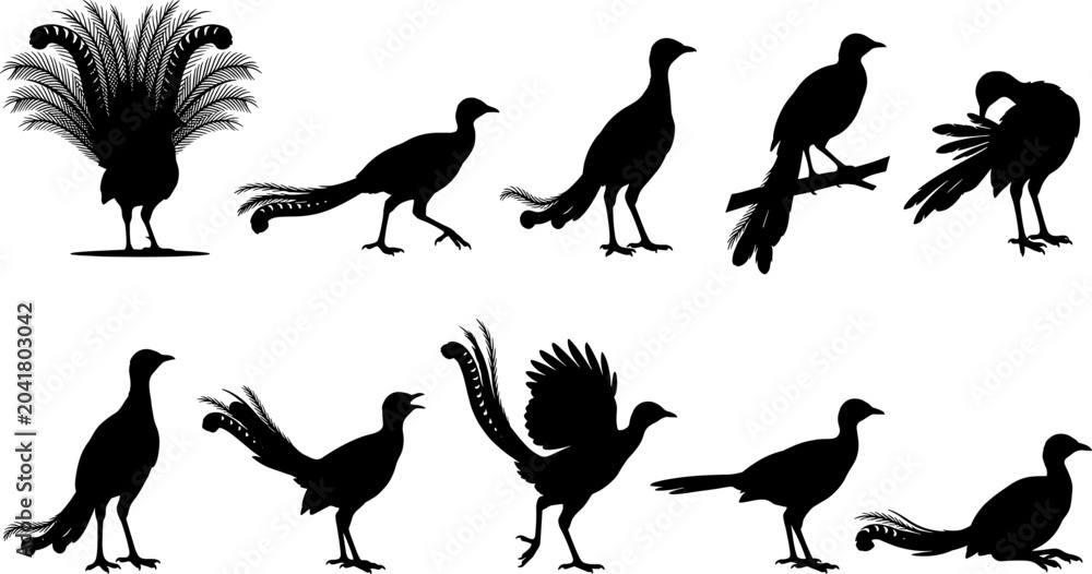 Obraz premium Lyrebird pheasant bird silhouette collection bundle showing elaborate tail feathers in various display poses