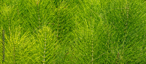 Fotografie Fresh green horsetail plants growing in wild nature as vibrant panoramic abstrac