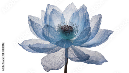 Tableau sur toile Delicate blue lotus flower with translucent petals and dark center