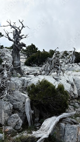 Majestic Deadwood in High Altitudes