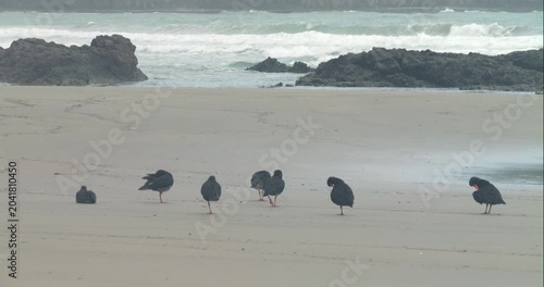 a flock of variable oystercatchers resting on the beach at shipwreck bay of ahipara, new zealand