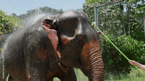 washing of the the elephant  in Thailand