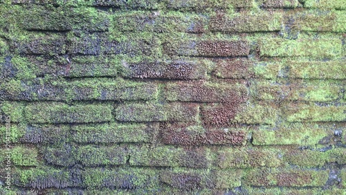 Ancient Moss and Liverwort Colonies Covering Weathered Tropical Brickwork in Indonesia