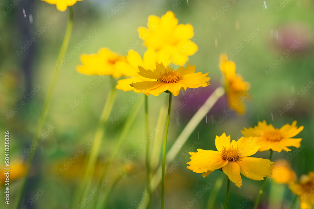 Obraz premium Yellow cosmos flowers in the rain on a sunny day in the garden, selective focus