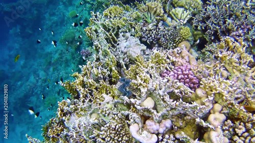 Marine fish swim near a reef in the Red Sea
