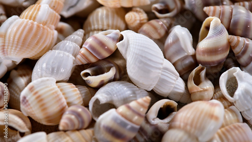 Foto Collection of sea shells found on the beach during the daytime in a coastal area