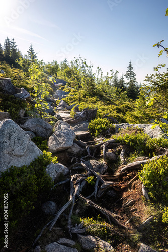 Foto Mountain footpath winding through granite boulders, spruce forest and heathland