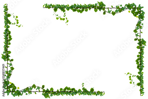 vine frame leaf vine Isolate on transparent background PNG file